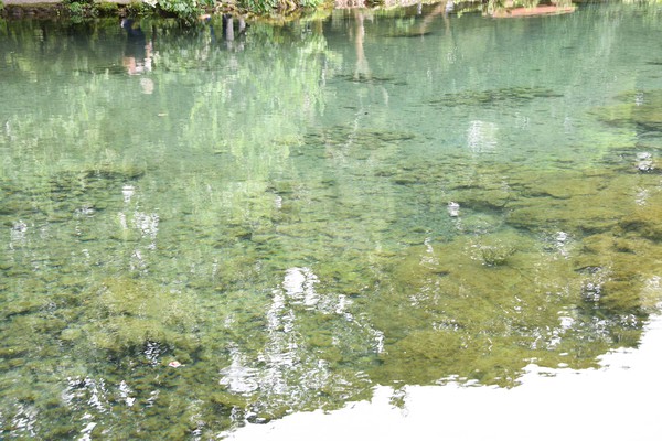 みしぶん｜三島の文化応援プロジェクト:ただ今満水の小浜池に行ってき 