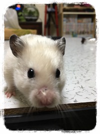 大福