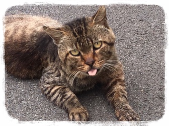猫