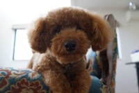 ジャックも春ヘアー♪