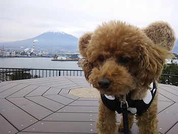 週末限定のお散歩＆朝ラン