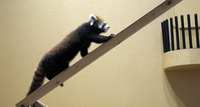 レッサーパンダのすべり台