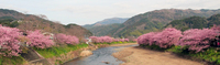 河津桜