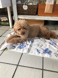 す～ずしぃ～