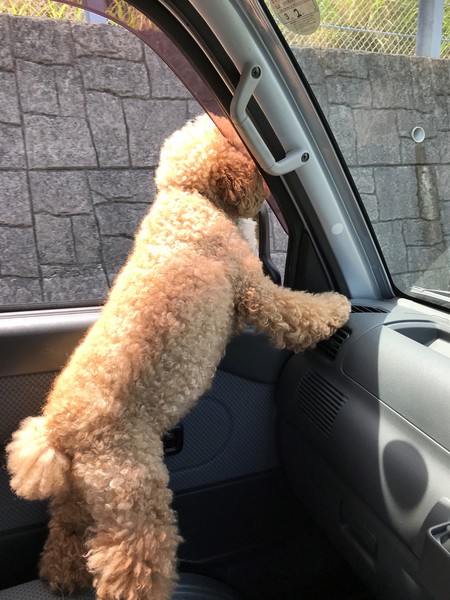 マヤちゃんお出掛け
