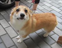 訪問者チェリーちゃん