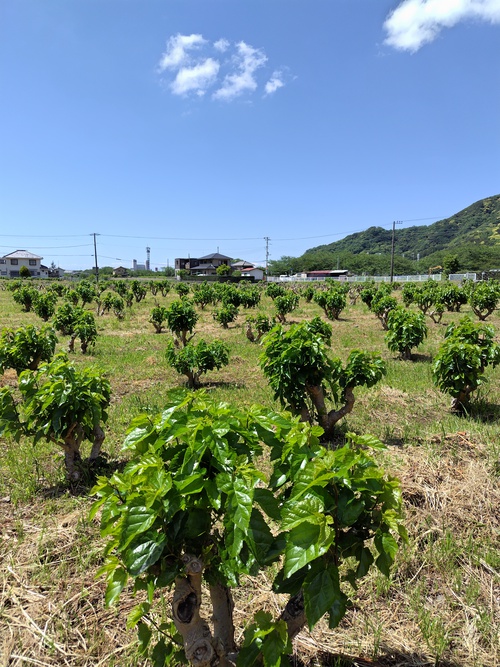 草刈り作業完了