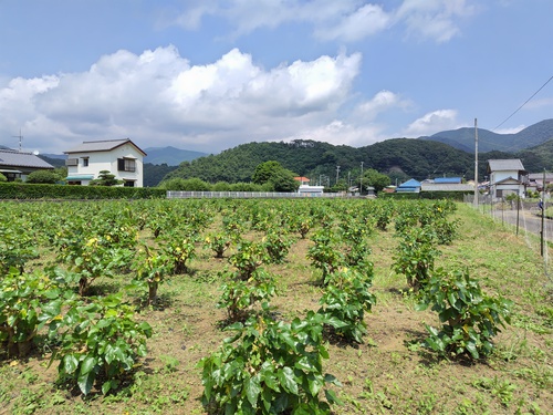 桑の刈取り前と後