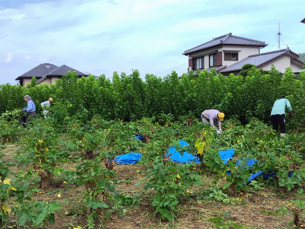 秋の桑葉収穫作業始まる