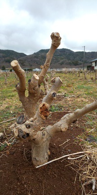 剪定作業