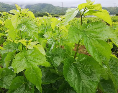 今日の桑畑