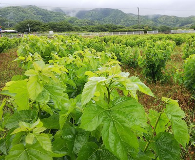 今日の桑畑