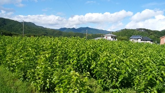 桑の生育状況