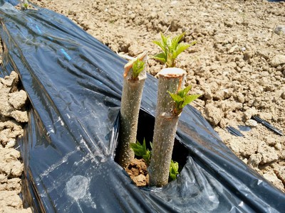 発芽確認