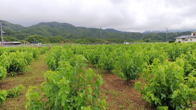 桑畑