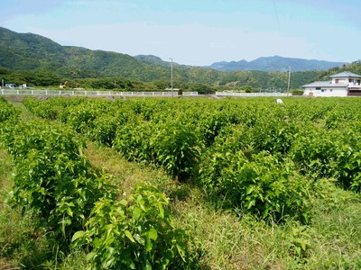 草刈り作業