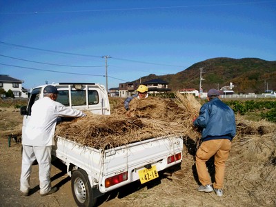 稲わら敷作業実施中