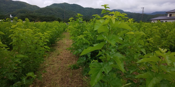 今日の桑畑
