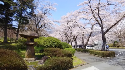 富士霊園 桜 と 大田屋さん 和菓子 御殿場市新橋の本屋さん 武藤書店