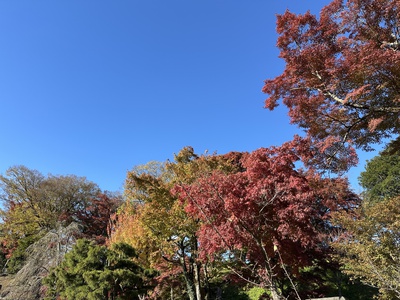 小山町紅葉　と　趣味どきっ！