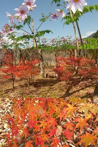 湯ヶ島の紅葉