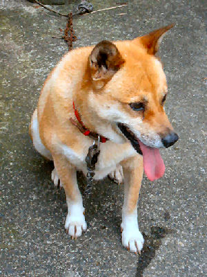 我が家の愛犬