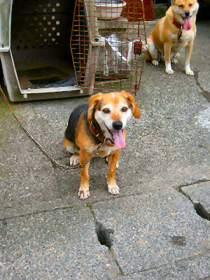 我が家の愛犬