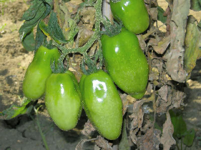 西伊豆　情報　夏野菜