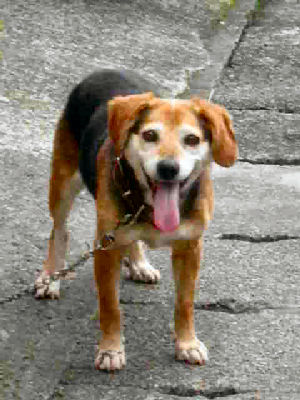 我が家の愛犬