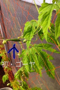 グリーンカーテン…８話