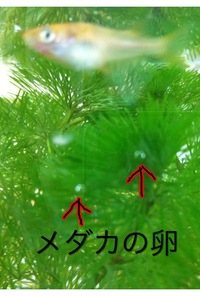 メダカ…２話