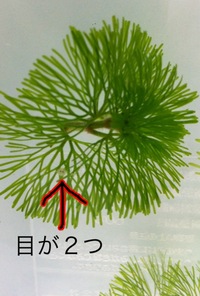メダカ…３話