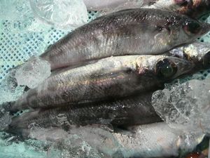 トロボッチ（駿河湾の深海魚たち）