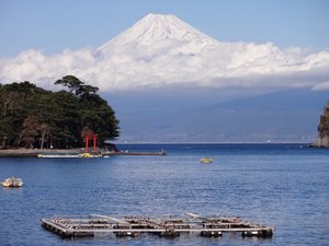 今日の富士山（戸田港）