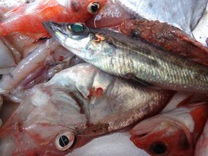 今日のトロール漁で獲れた深海魚（戸田港）
