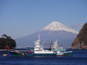 今日の富士山（西伊豆戸田港）