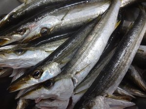 早朝のカマス釣りの釣果（戸田港岸壁釣り）