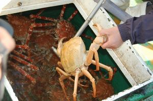 高足ガニ漁好調
