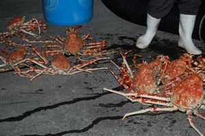 高足ガニの水揚げ