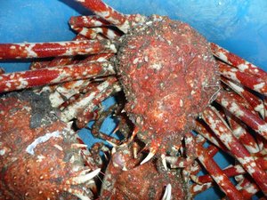 高足ガニの水揚げ（駿河湾の恵み）