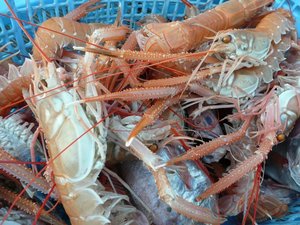 高足ガニの水揚げ（駿河湾の恵み）