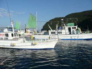 戸田湾での釣果（メジ、イナダ、ワラサ）