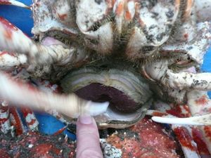 高足ガニの卵
