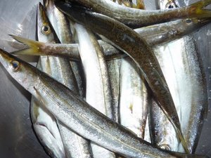 早朝のカマス釣り（戸田港岸壁）