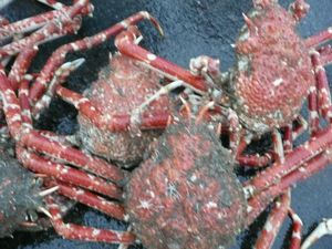 高足ガニの水揚げ（１１月９日）