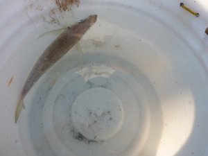 沼津魚市イーノ