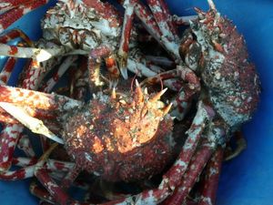 高足ガニの水揚げ（12月4日の籠網漁）