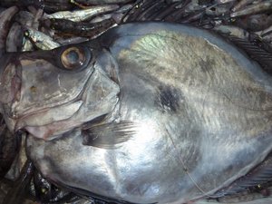駿河湾の深海魚カゴマトウダイとカガミダイ