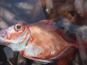 駿河湾の深海魚カゴマトウダイとカガミダイ