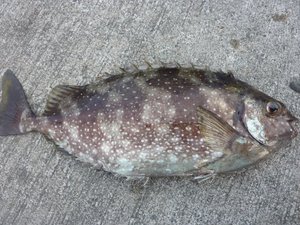 早朝の岸壁釣り（戸田港）